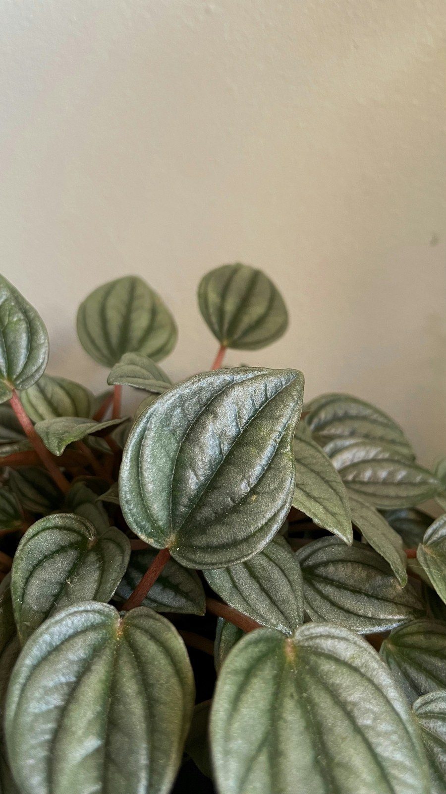 Close-up of silvery ridged peperomia leaves on reddish stems against a pale wall