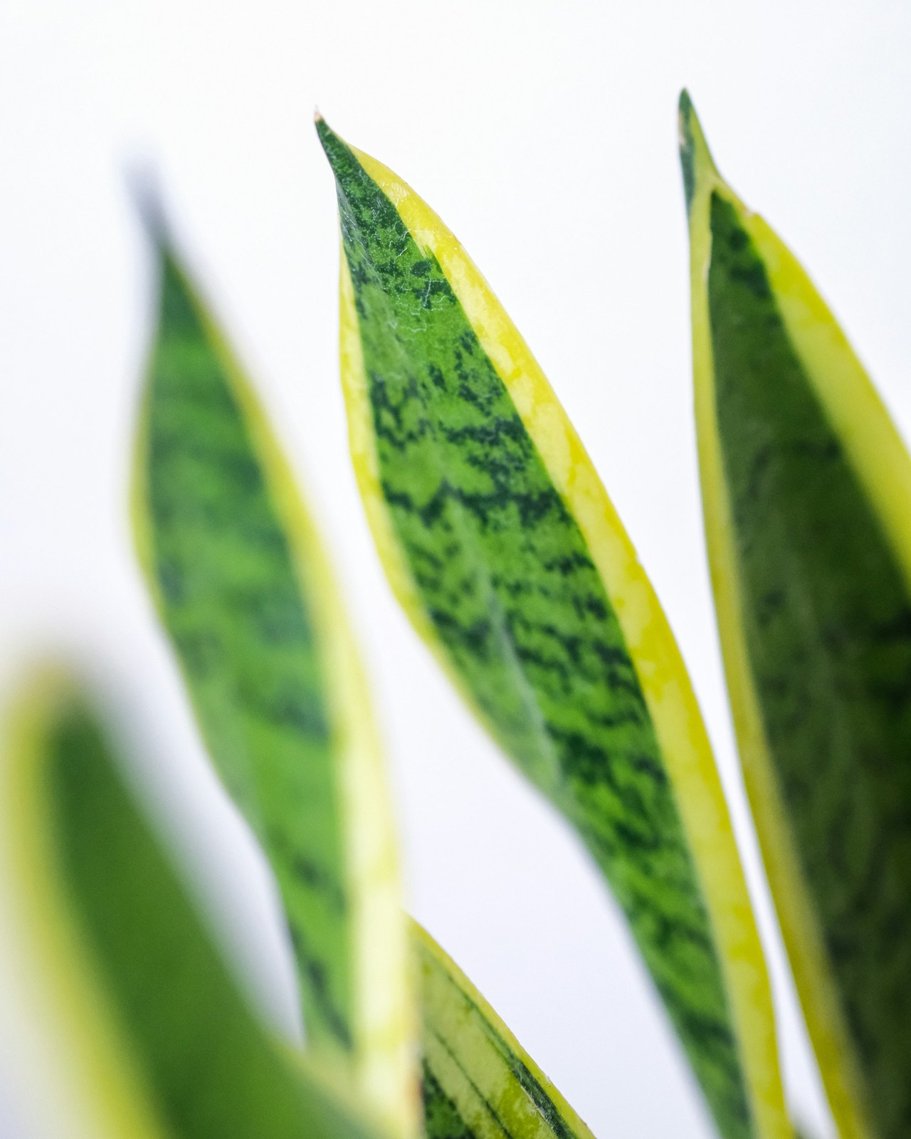 Close-up of snake plant blades with dark green banding and yellow edges