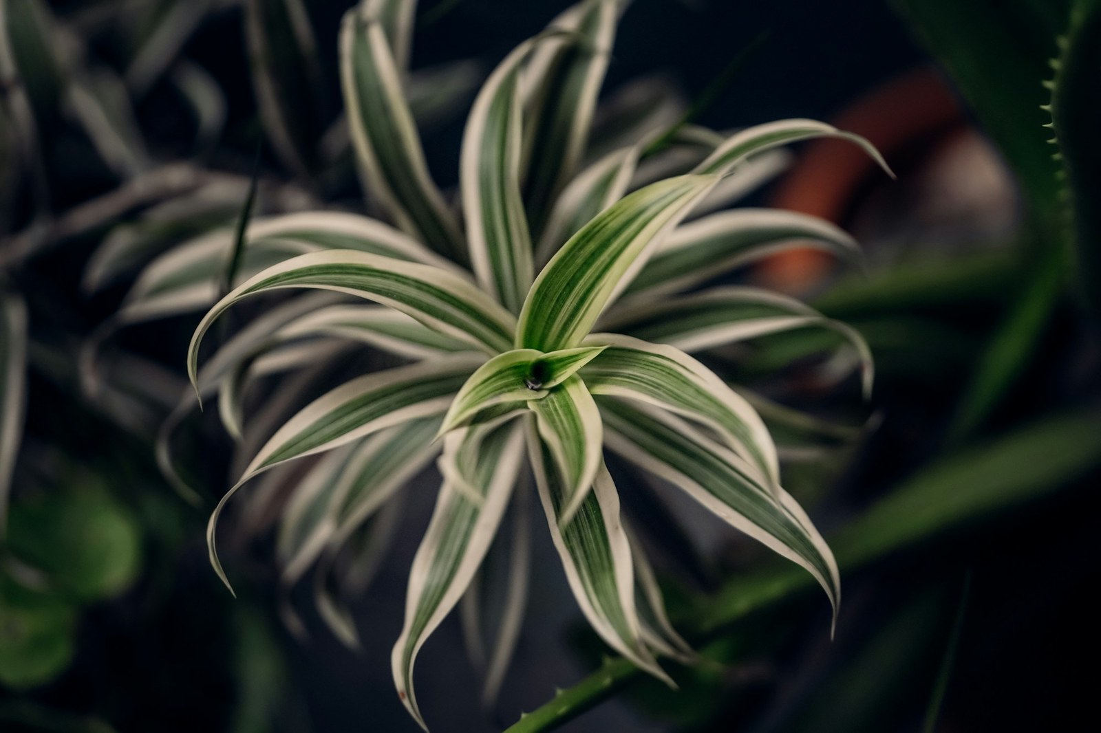 Close-up of a spider plant rosette with arching green leaves edged in white