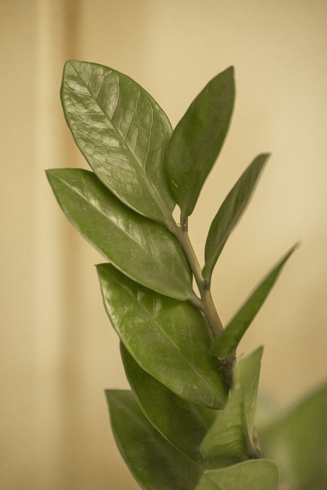 Close-up of a ZZ plant stem lined with glossy oval leaflets against a warm beige wall