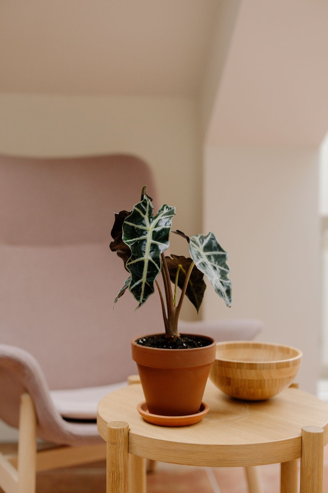 Alocasia Polly with dark arrow shaped leaves and bold white veins in a terracotta pot on a wooden side table