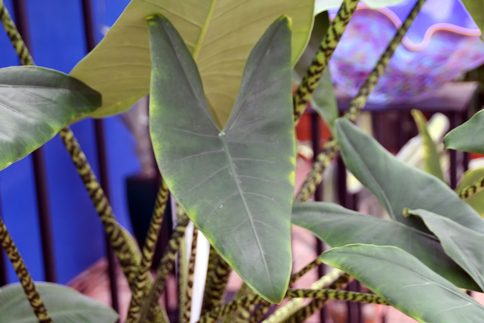 Alocasia zebrina leaves held on long stems marked with bold zebra stripes