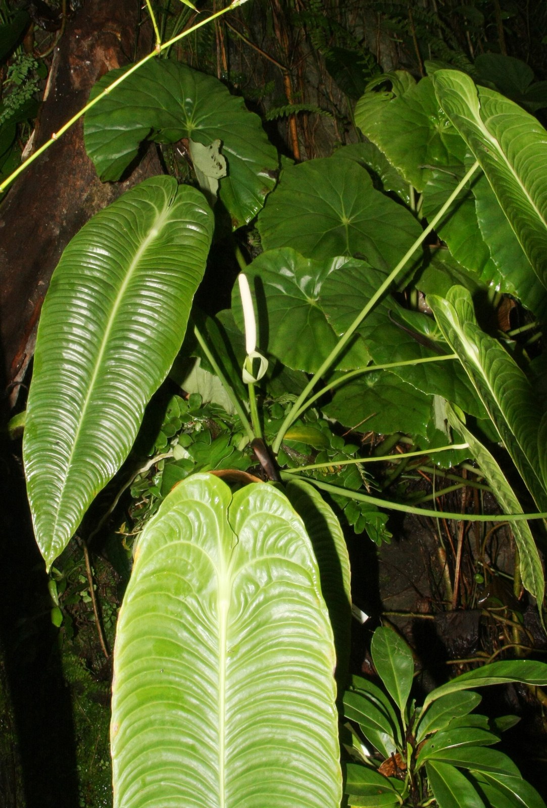 Anthurium veitchii with long pendant leaves showing deep ribbed veins in a greenhouse