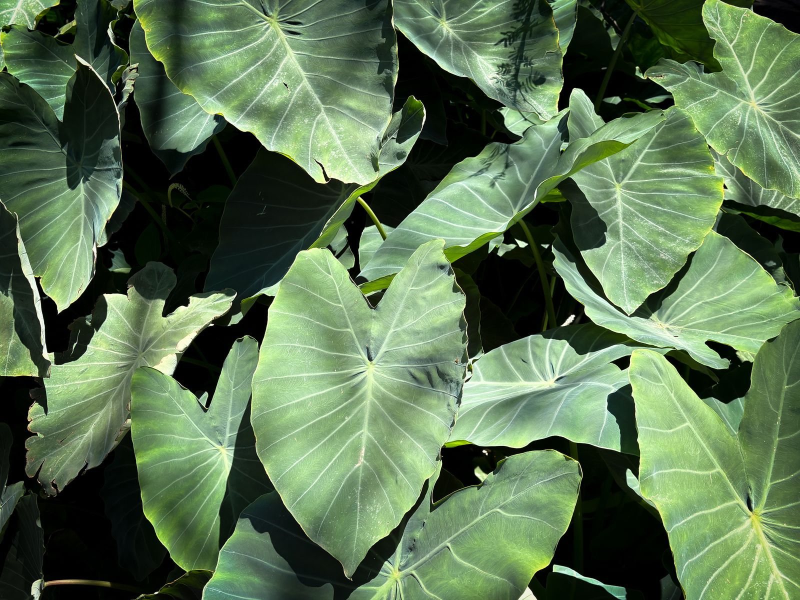 Dense elephant ear foliage with many large heart shaped Colocasia leaves in sunlight