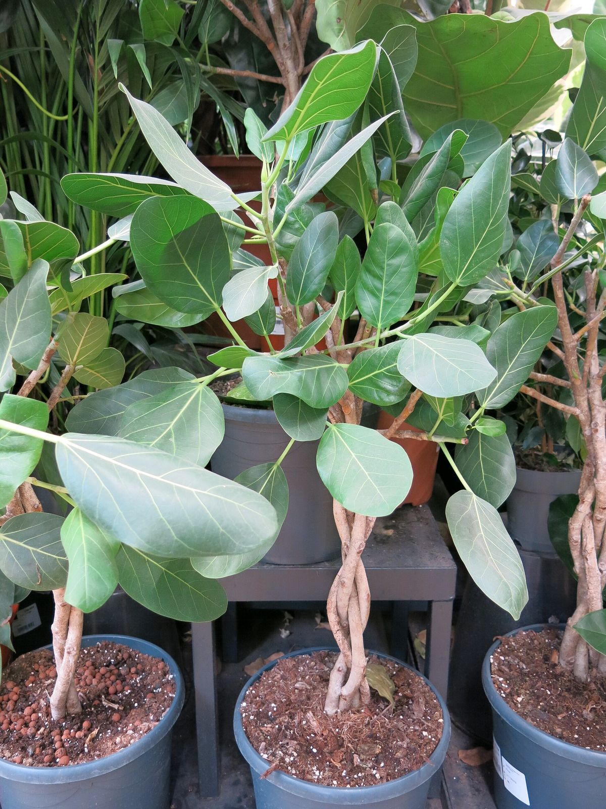 Potted Ficus benghalensis Audrey plants with braided trunks and soft pale green leaves