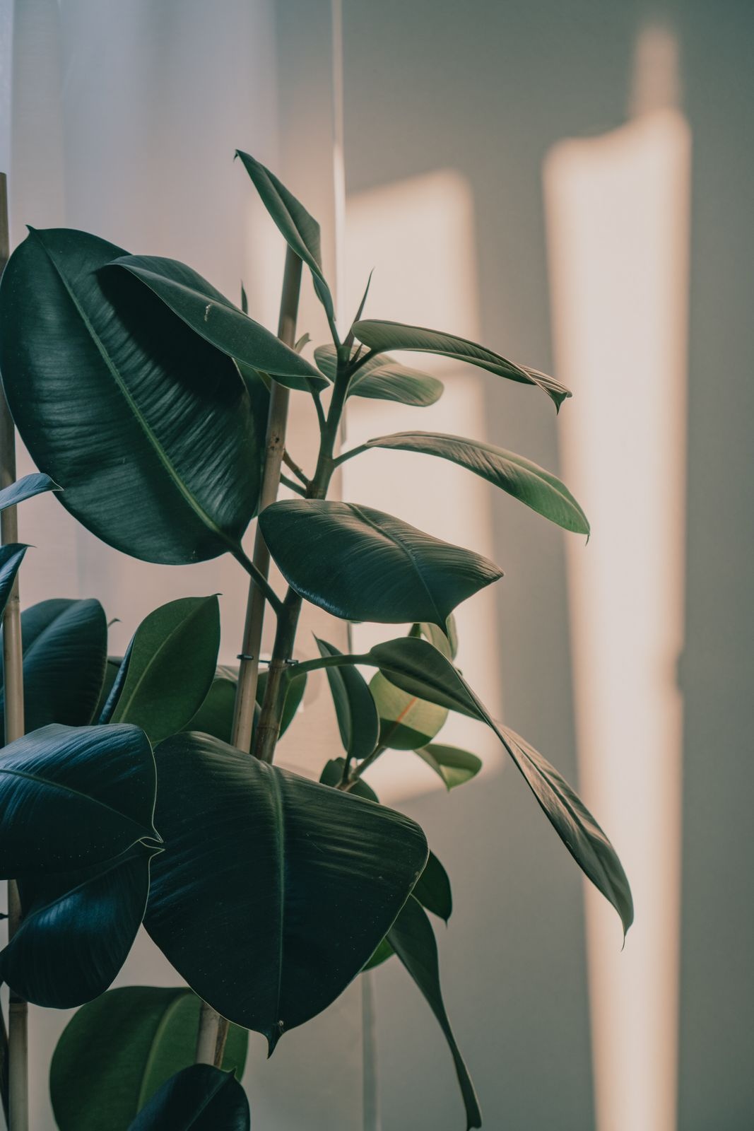 Rubber plant with glossy dark leaves in warm window light casting shadows on a wall