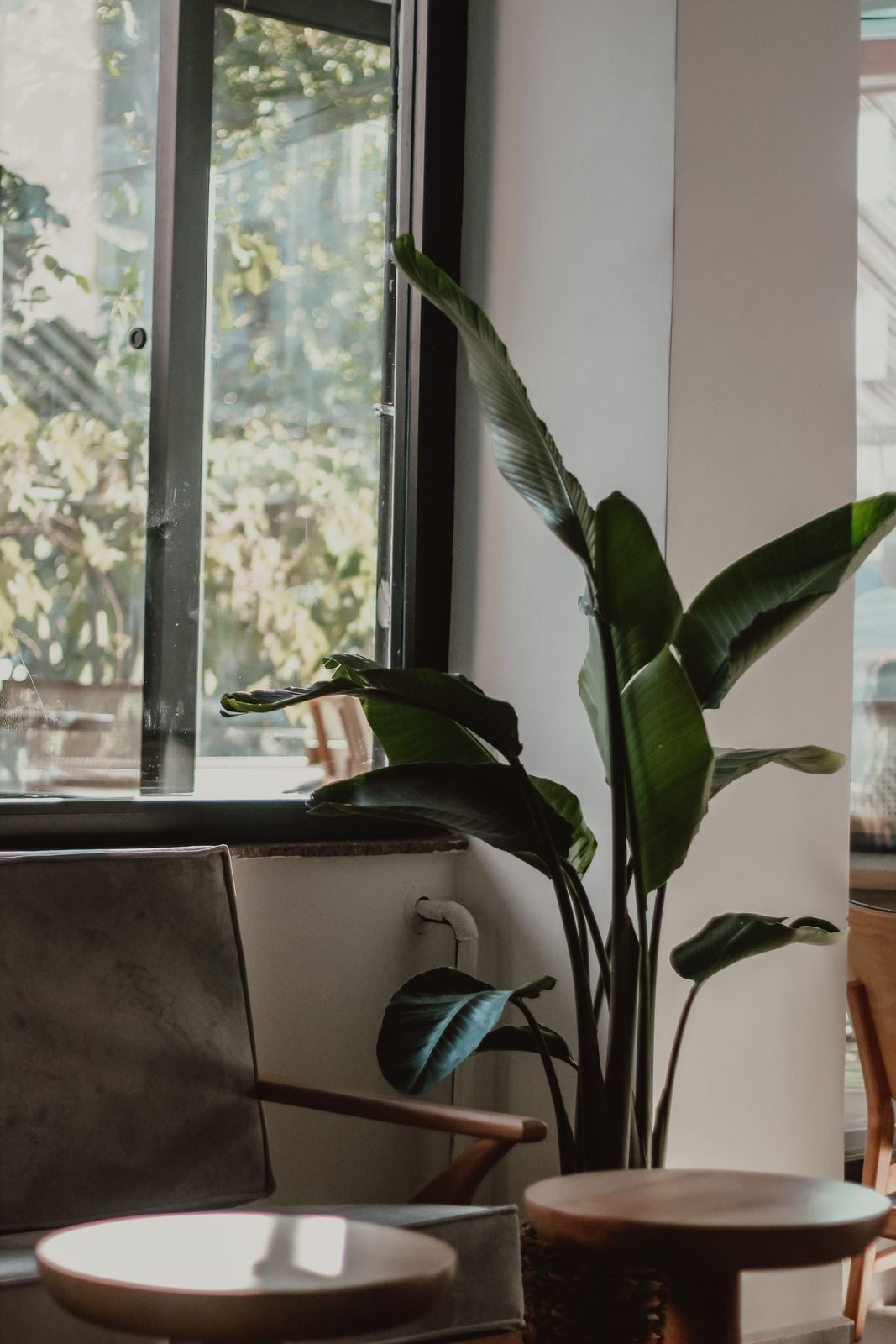 Tall white bird of paradise beside a sunny window in a cozy living room with a round table