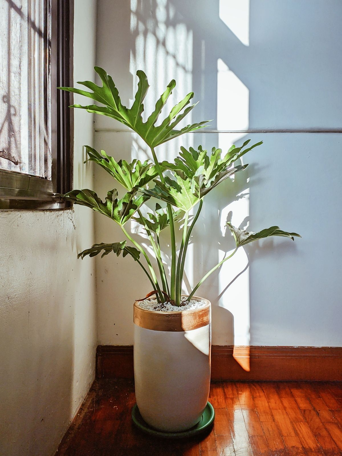 Philodendron Selloum with deeply lobed leaves in a tall white planter by a sunny window