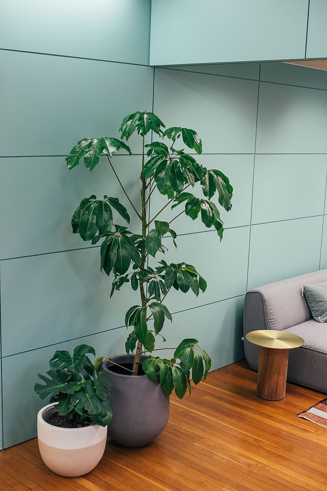 Tall umbrella tree in a grey pot in a modern living room with wood floors