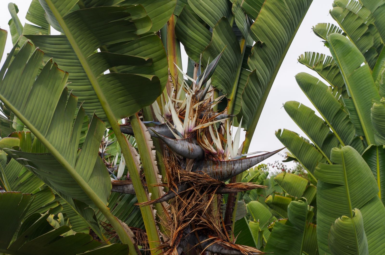 Strelitzia nicolai with large paddle leaves around a blue and white bird shaped flower