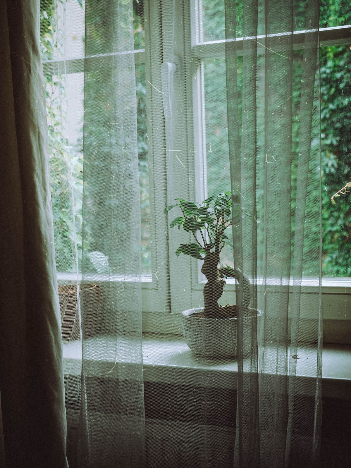 Small bonsai in a white pot on a bright windowsill behind sheer curtains
