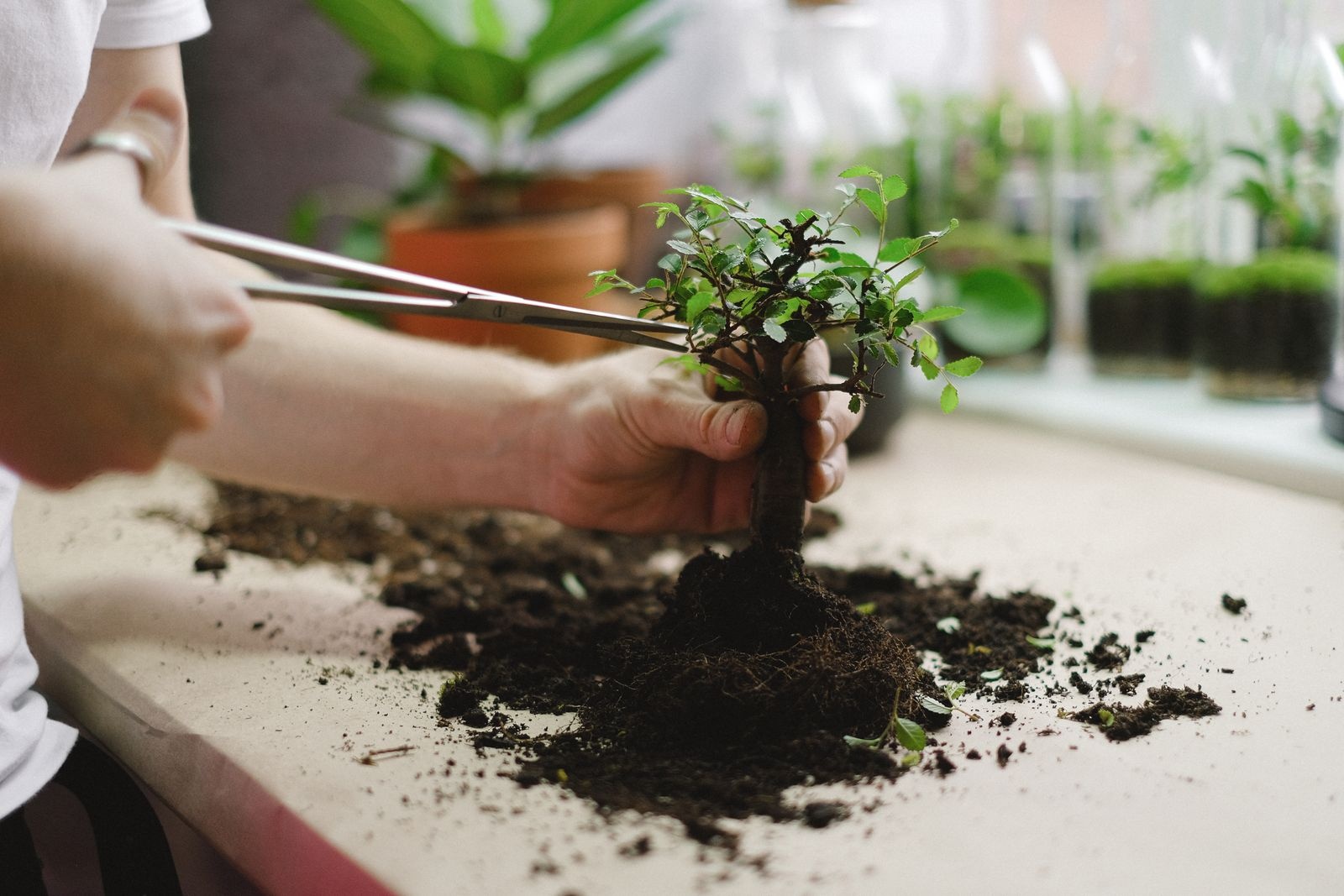 Hands holding a small bonsai and tweezers over loose soil spread across a table