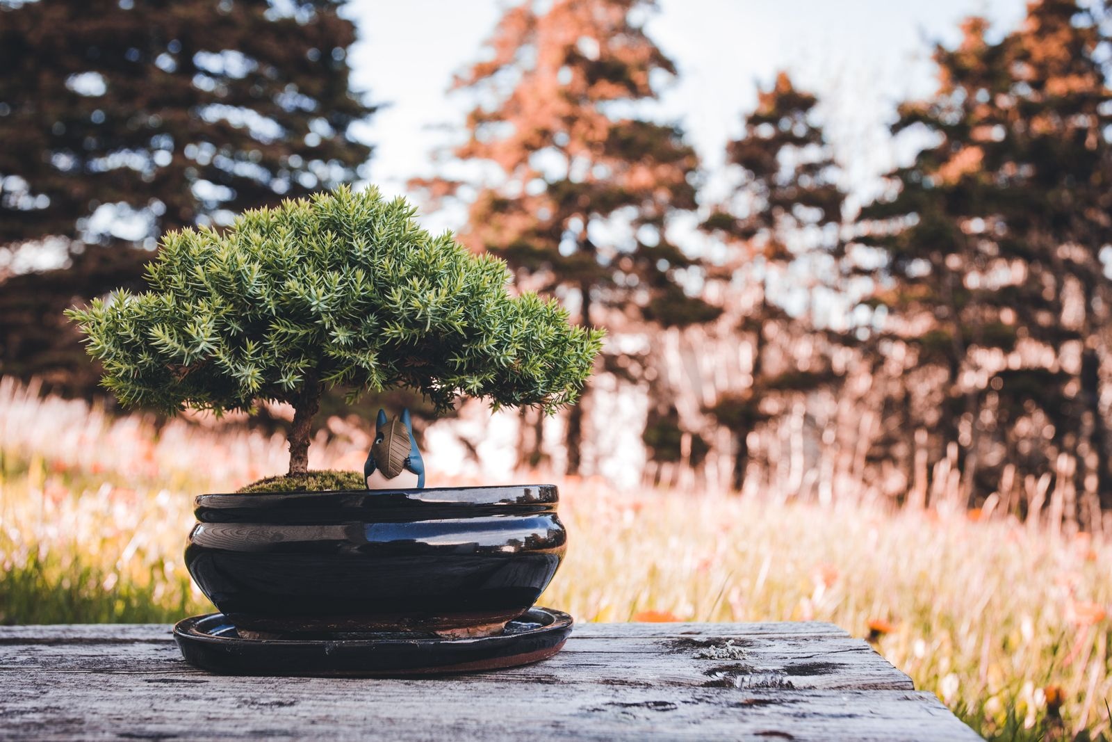 Small bonsai in a glossy black pot on a weathered wooden table outdoors with tall trees behind