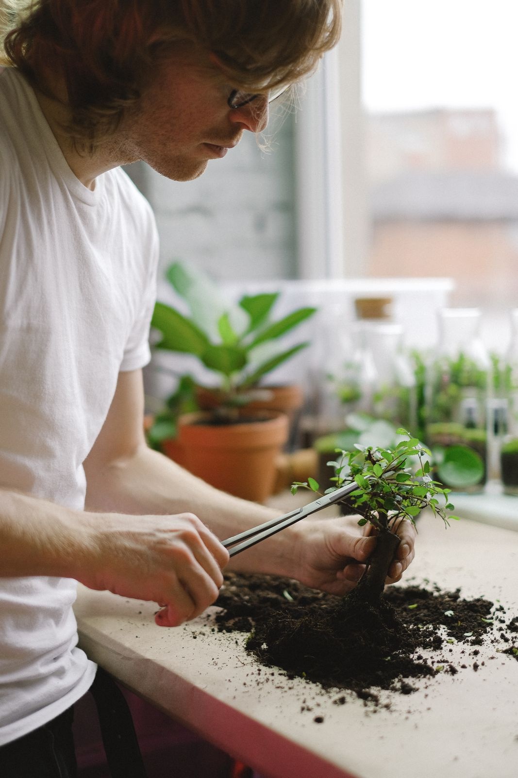 Young man working on a small bonsai with tweezers at a table beside houseplants