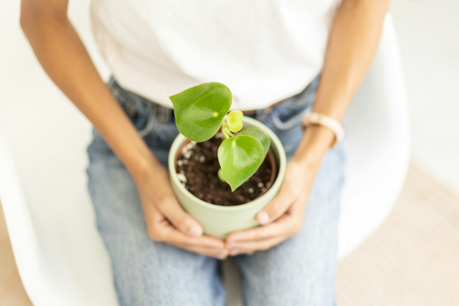 Two hands holding a small peperomia in a pale green ceramic pot on a lap