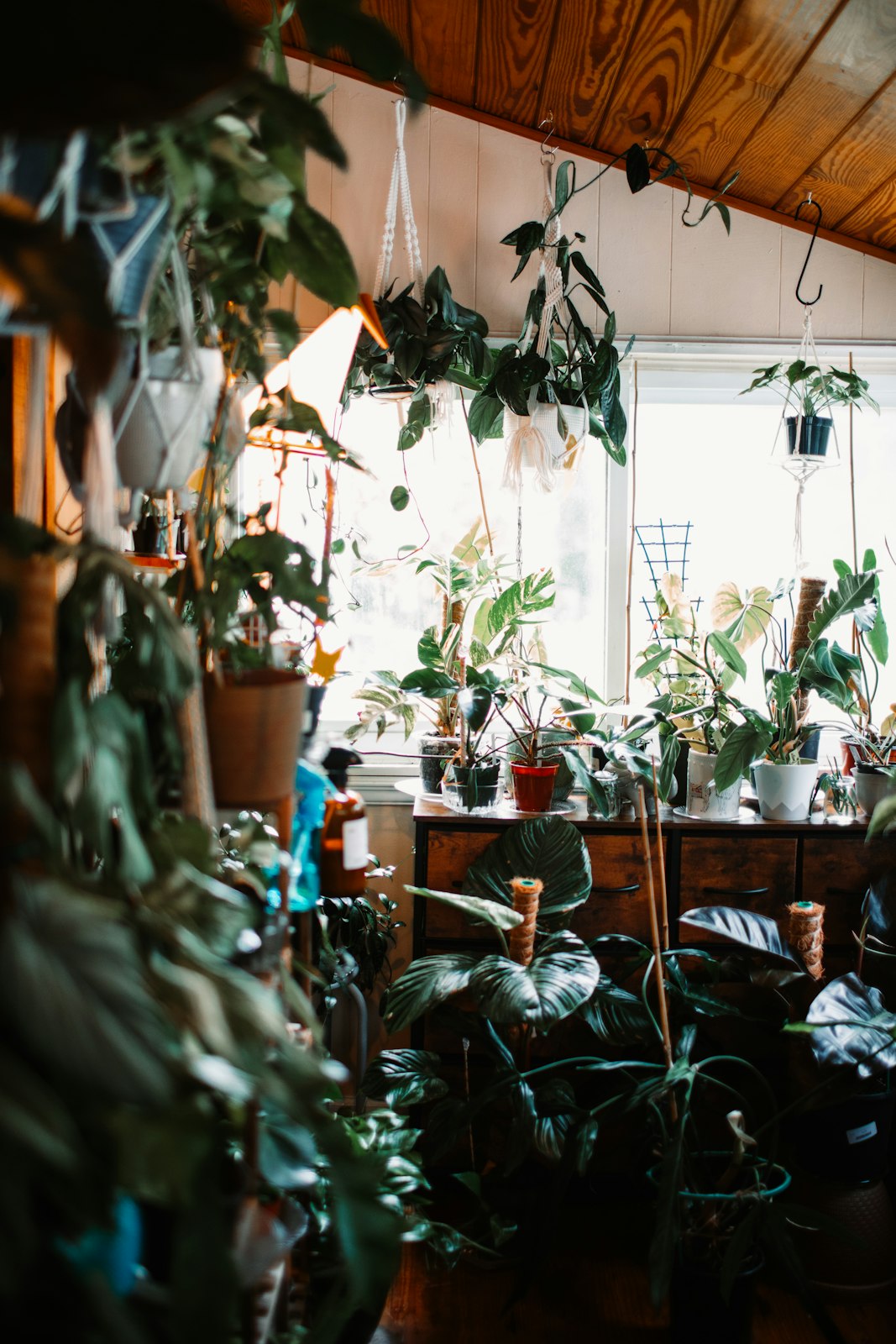 Sunny room with houseplants in hanging macramé planters and on a wooden dresser in front of a bright window, with shadier foliage farther from the glass