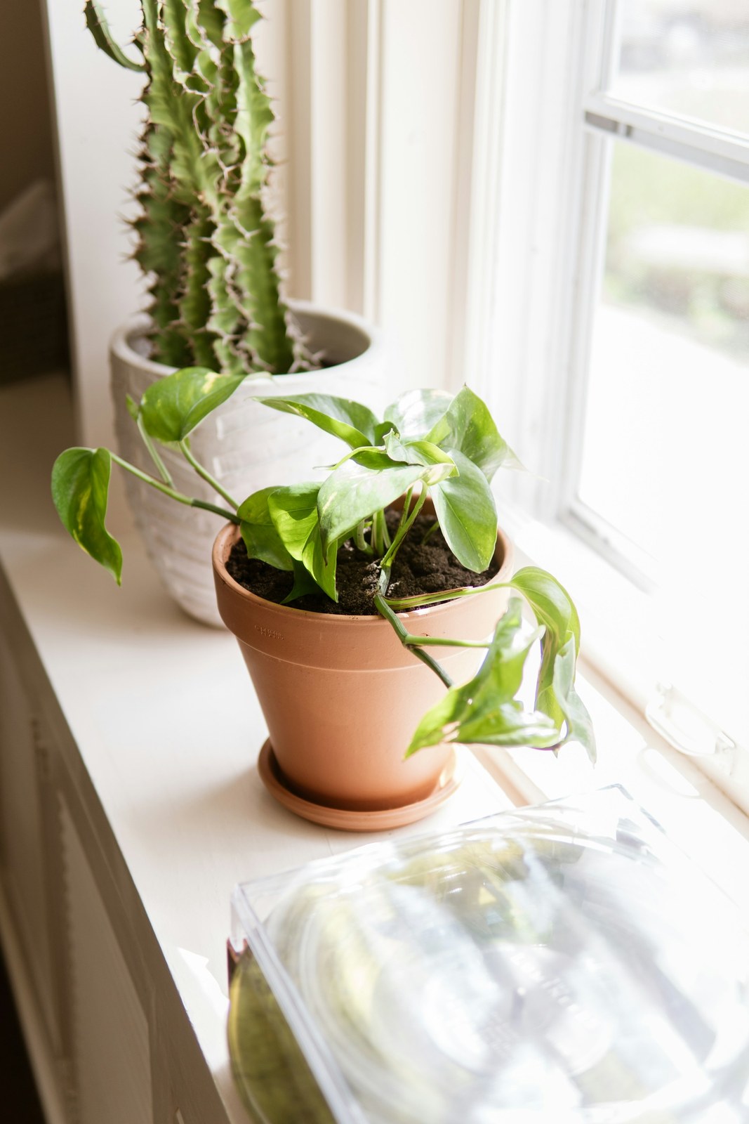 Trailing houseplant in a terracotta pot with a matching saucer on a sunlit white windowsill