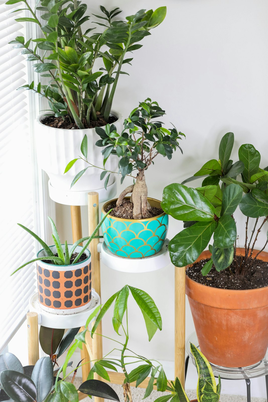 Leafy houseplants in ceramic and terracotta pots on a wooden plant stand by a bright window, the smaller pots resting on clean white saucers