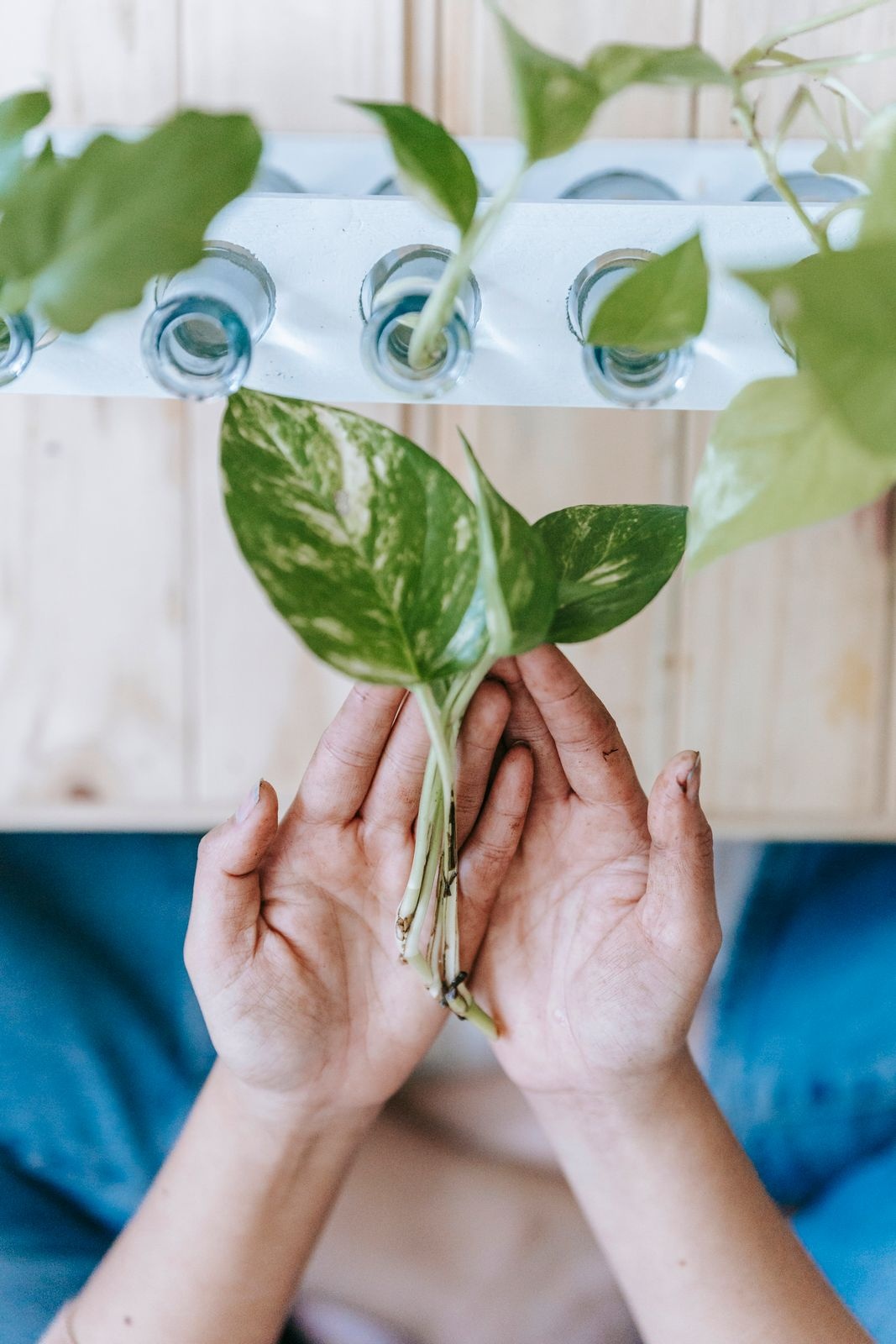 Hands holding a variegated plant cutting below a white holder with round net cups