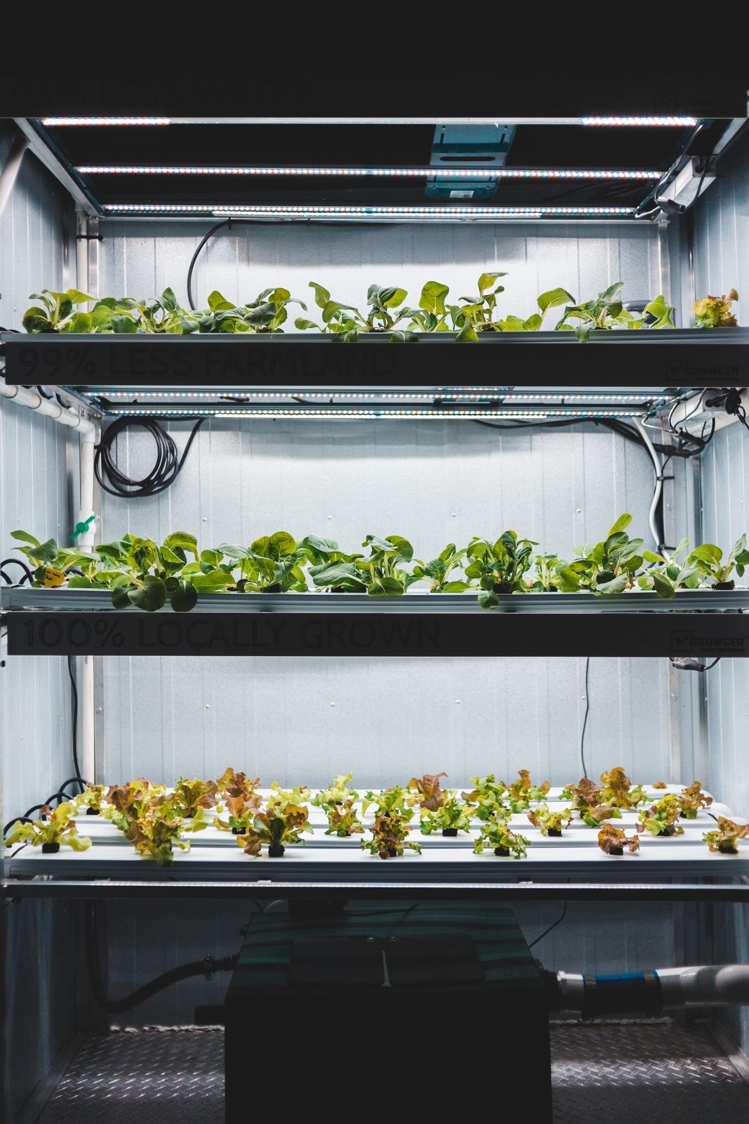Indoor shelving unit with rows of leafy greens growing under bright LED grow lights