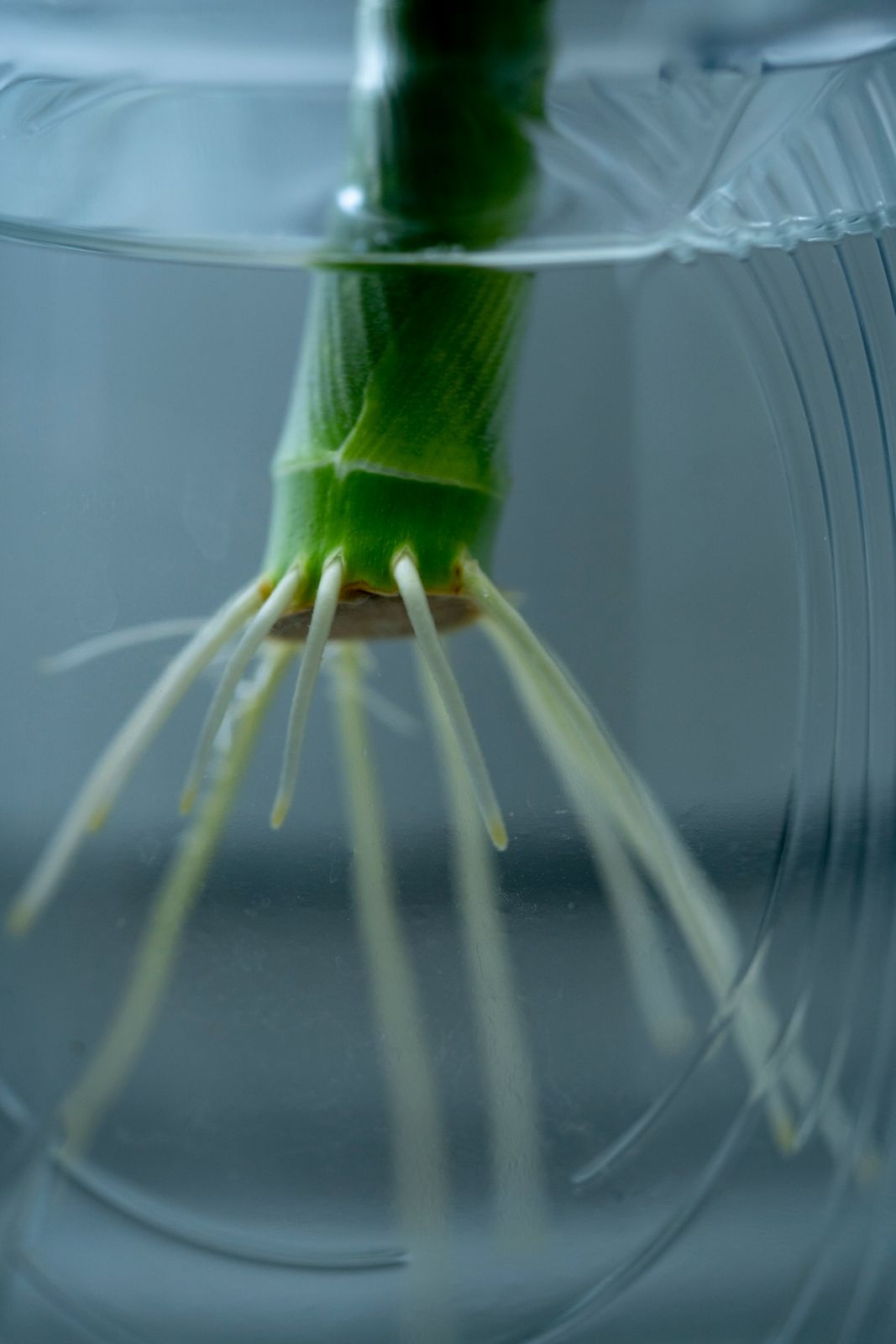 Pale new roots growing from the base of a green stem submerged in clear water
