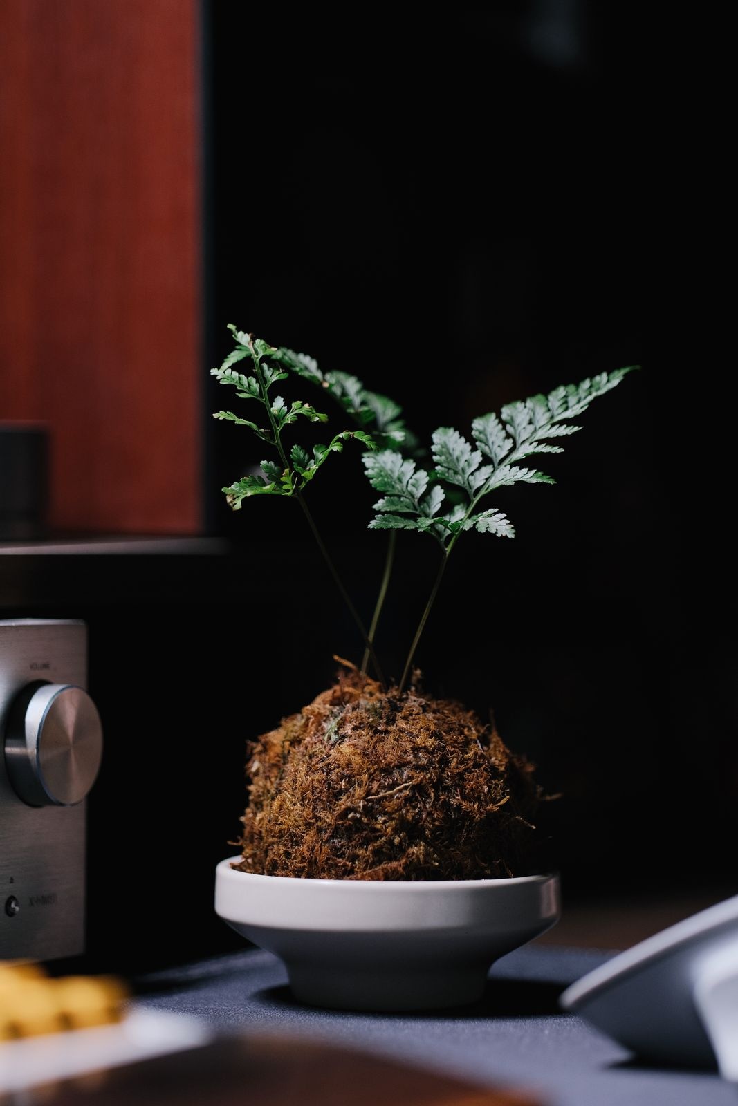 Small fern growing from a moss wrapped soil ball set in a shallow white dish