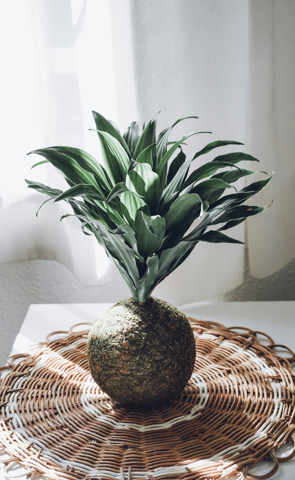Spiky green plant growing from a moss ball resting on a woven mat by a curtained window