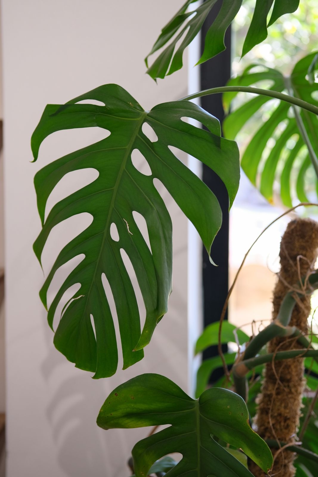 Monstera deliciosa with large split leaves climbing a moss pole indoors in soft sunlight