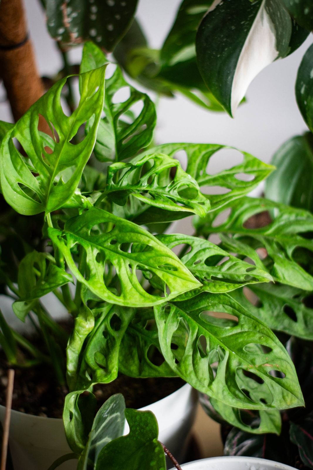 Monstera adansonii with many oval holes in its leaves growing indoors