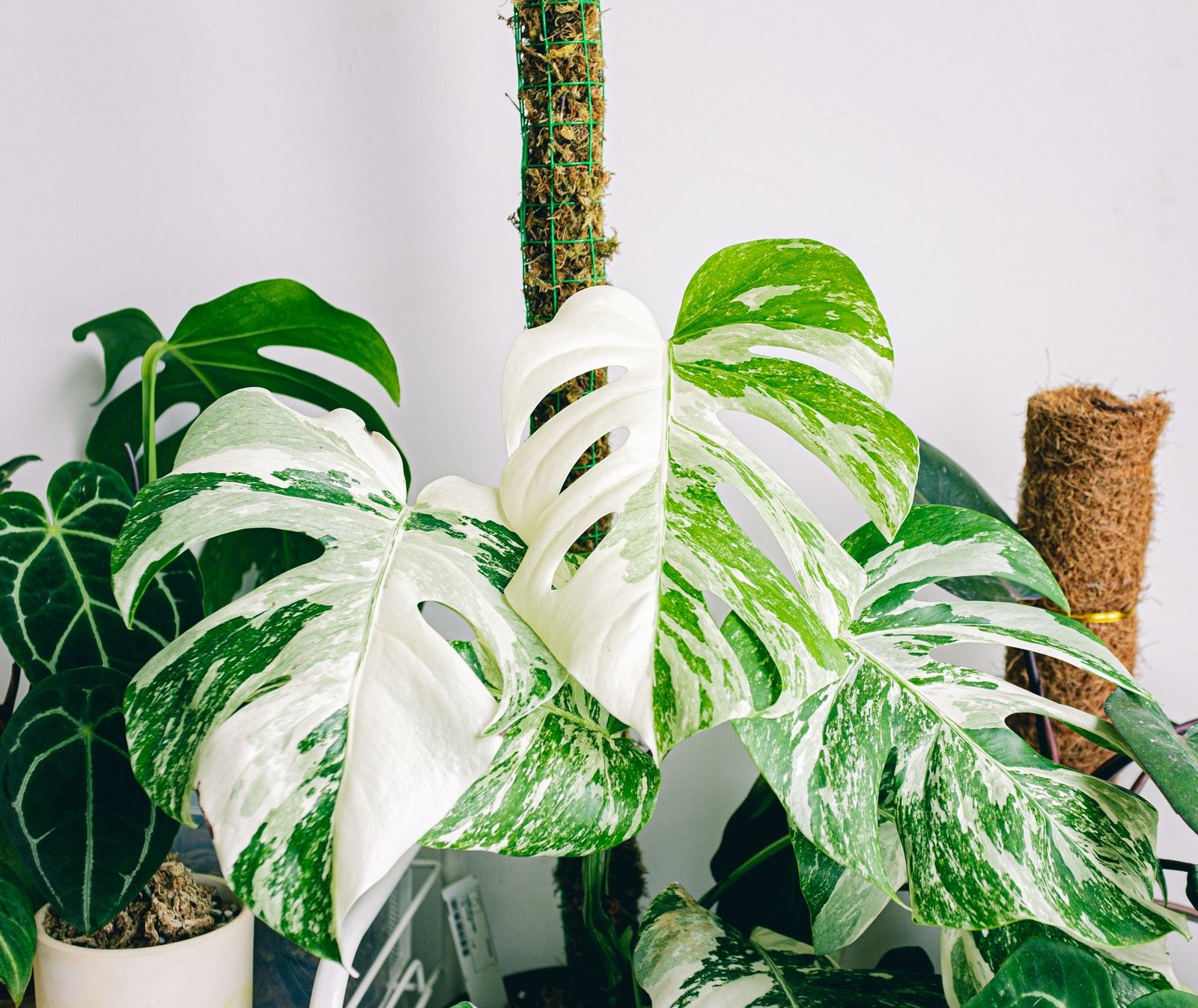 Monstera Albo with large white and green sectored leaves on moss poles