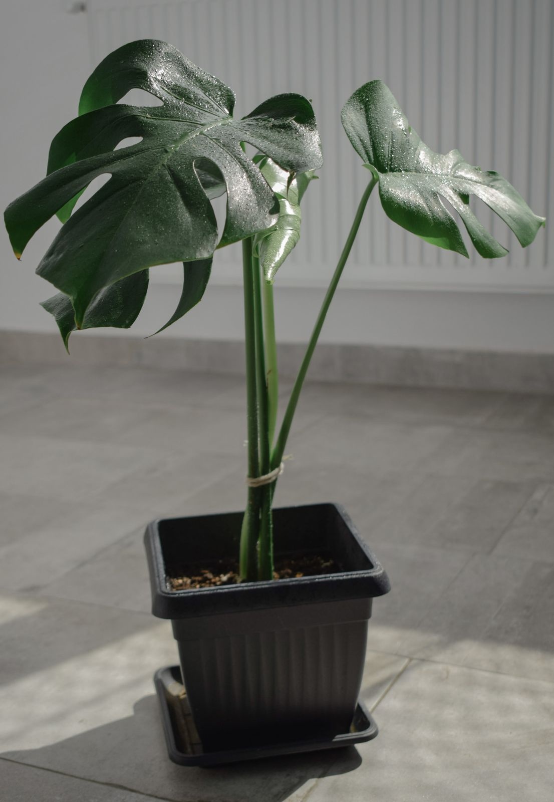 Monstera deliciosa with split leaves in a black pot on a sunlit floor