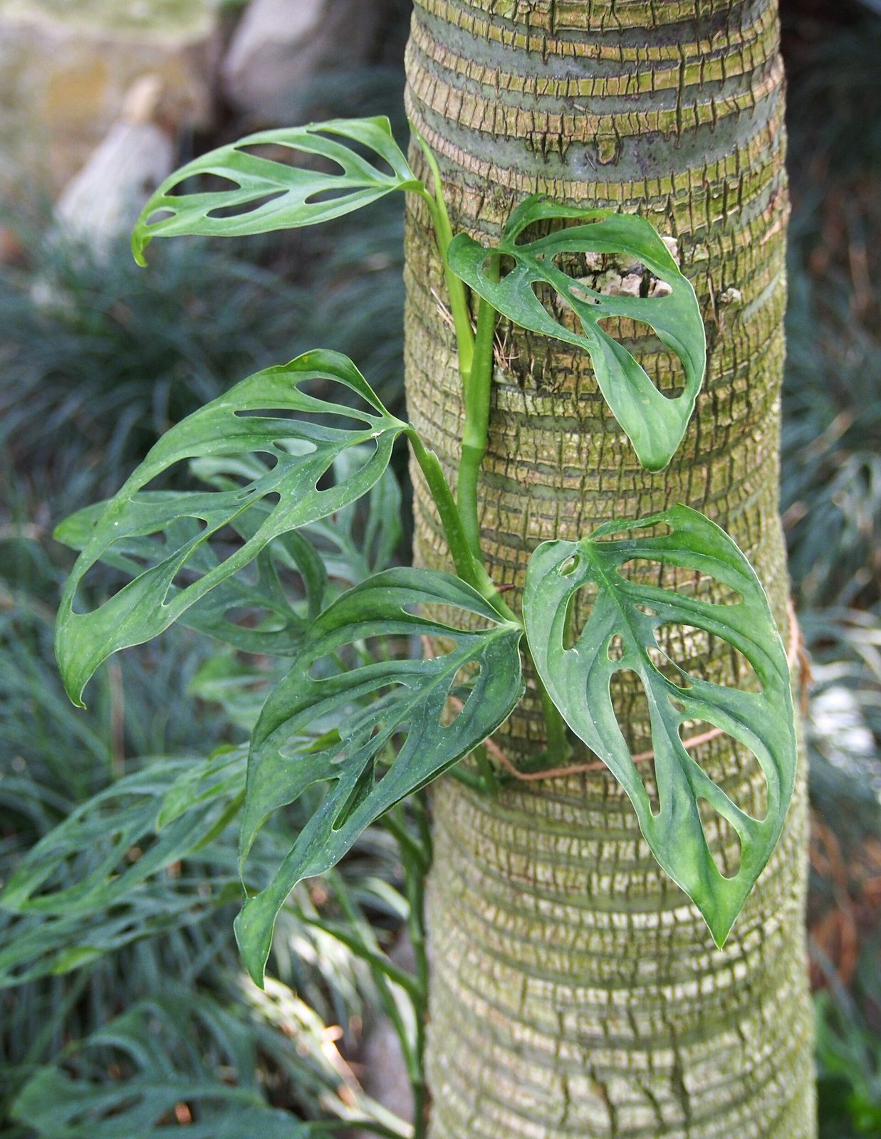 Monstera obliqua with thin heavily holed leaves climbing a palm trunk in a botanical garden