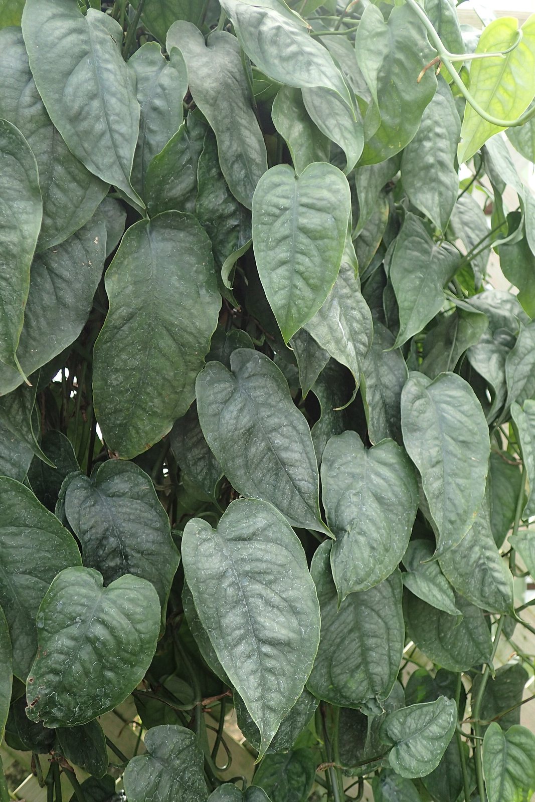 Monstera siltepecana with small pointed silvery green leaves climbing in a conservatory