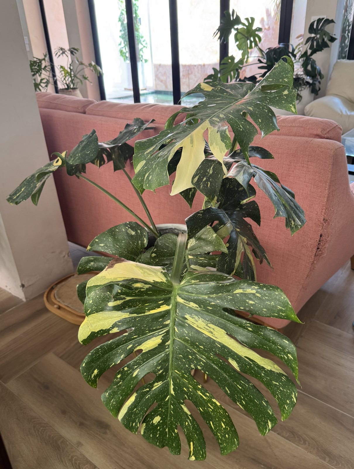 Monstera 'Thai Constellation' in a pot on a wooden floor, its large split leaves speckled and streaked with cream, with one leaf showing a broad cream section