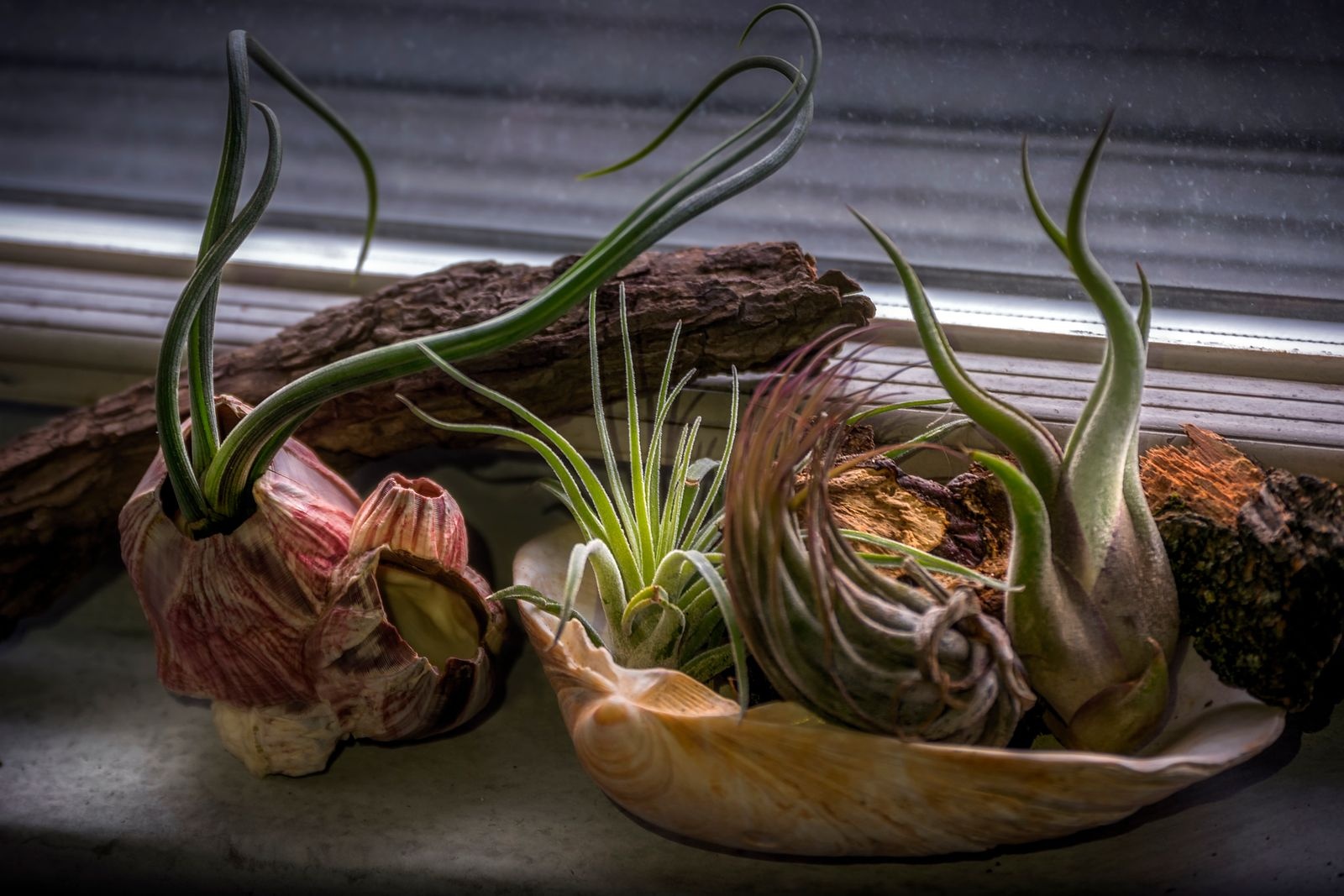 Several air plants arranged on driftwood and shells along a sunny windowsill