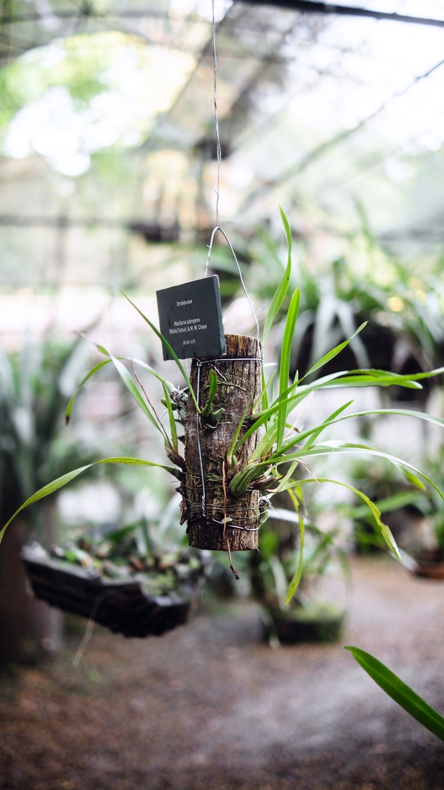 Orchid mounted on a piece of bark hanging with a name tag in a sunlit greenhouse