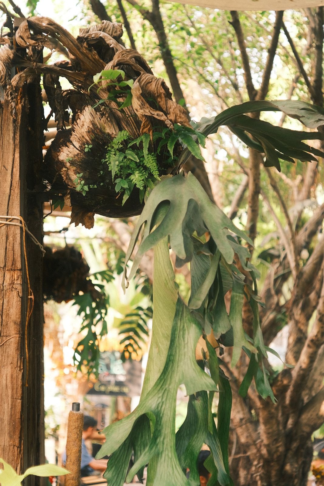 Staghorn fern with antler shaped fronds growing from a wooden mount among garden greenery