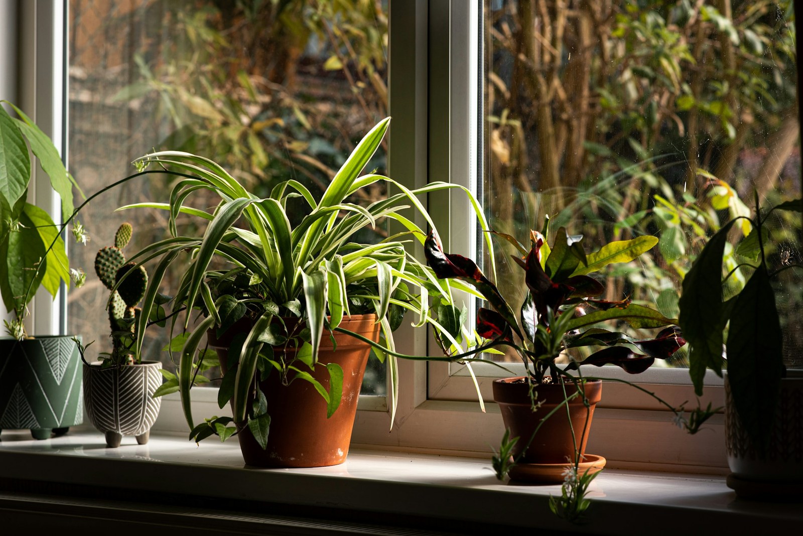 Sunny windowsill crowded with houseplants in terracotta and patterned pots