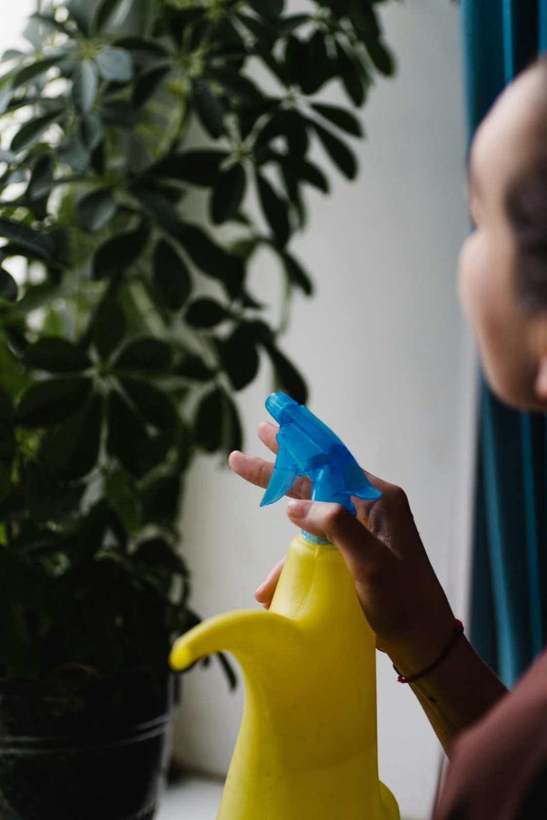 Person holding a yellow spray bottle to mist a large leafy houseplant by a window