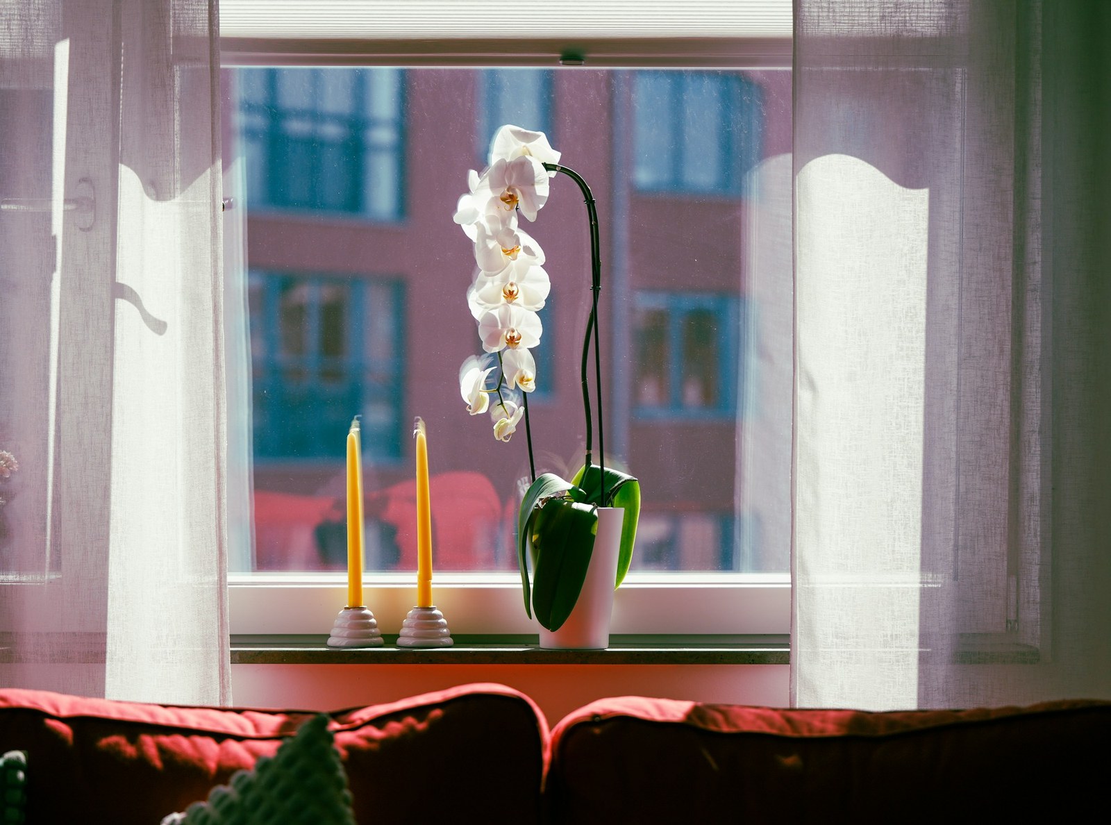 White orchid in a pot on a sunlit windowsill between two yellow candles