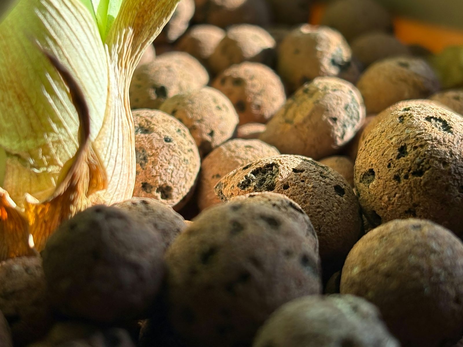 Close view of round brown porous clay pebbles next to the base of a plant leaf