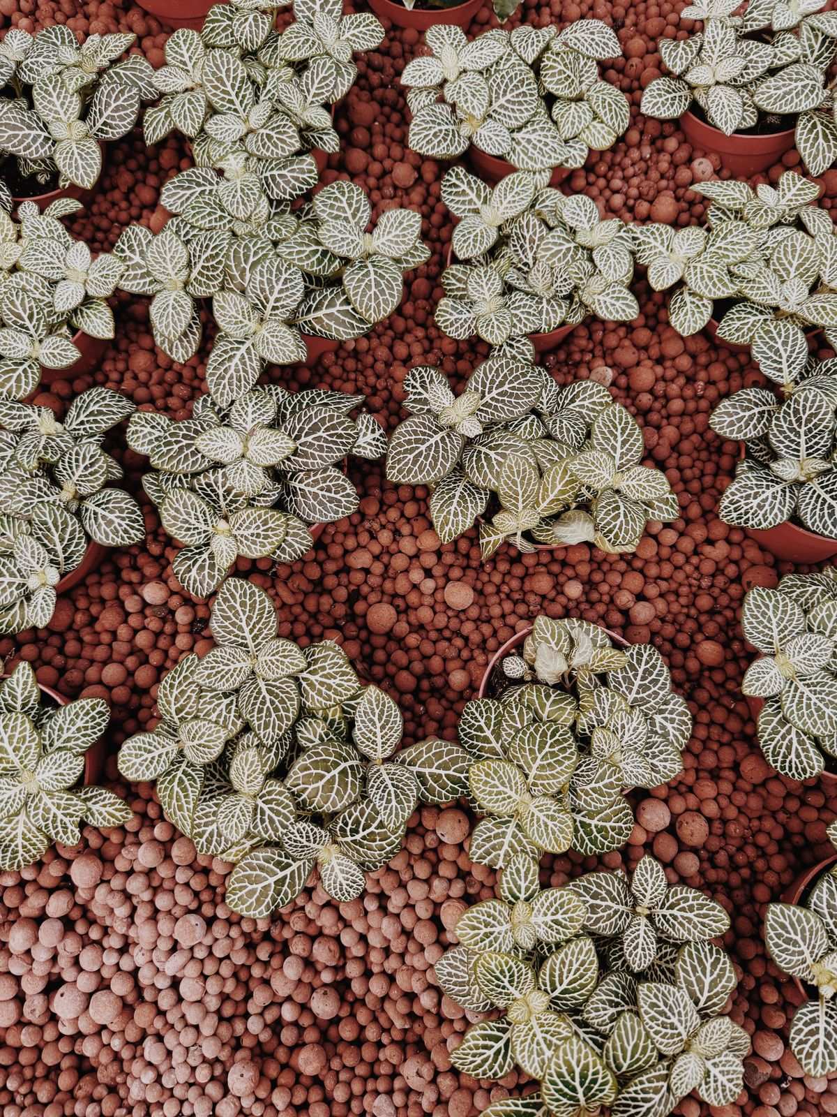 Top view of small fittonia plants with white veined leaves set among red clay pebbles