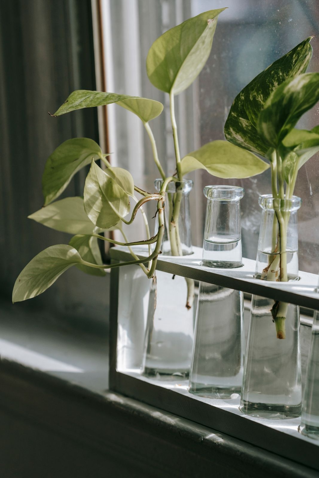 Leafy cuttings standing in a row of clear glass tubes of water on a bright windowsill