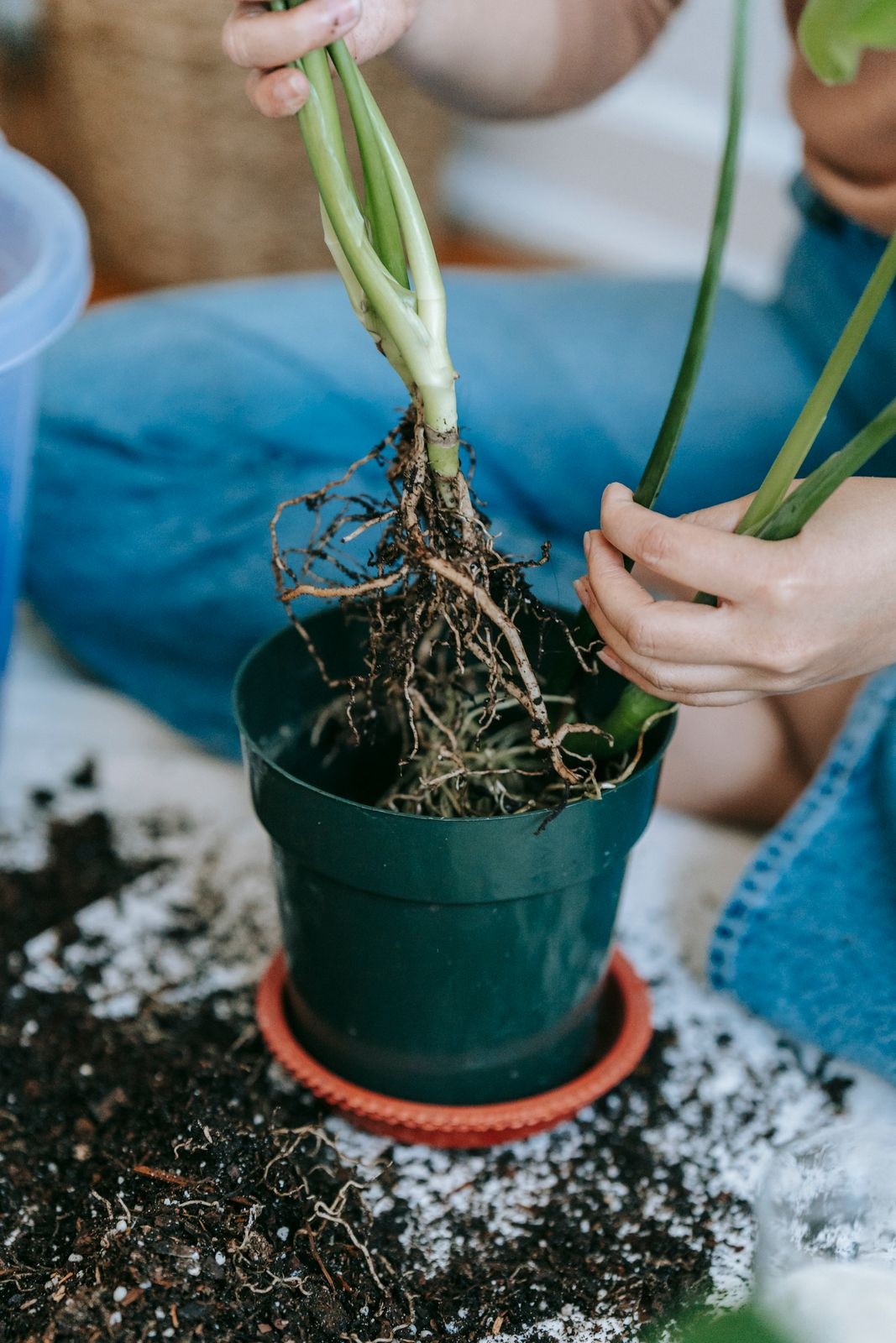 Hands lowering a rooted plant into a green pot surrounded by spilled soil