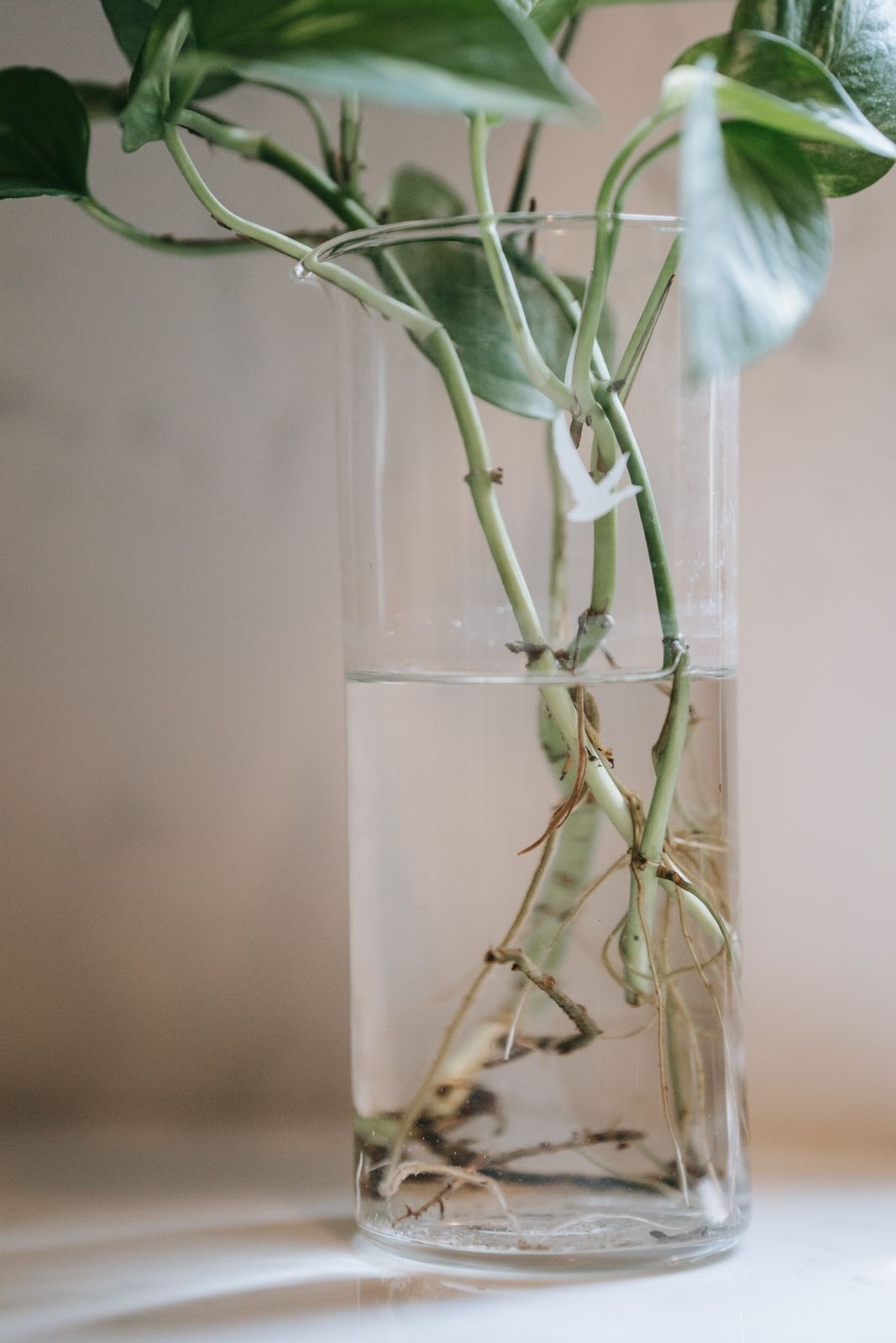 Leafy stems with long white roots growing in a tall clear glass vase of water