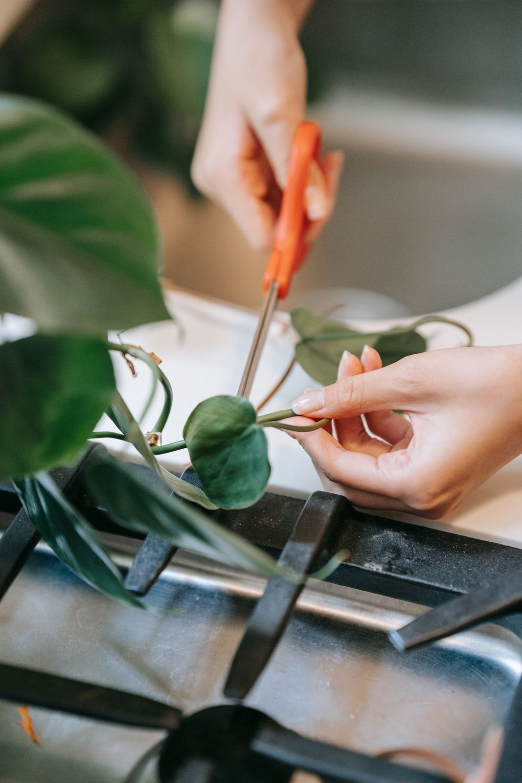 Hands using orange scissors to trim a trailing philodendron stem above a gas stovetop
