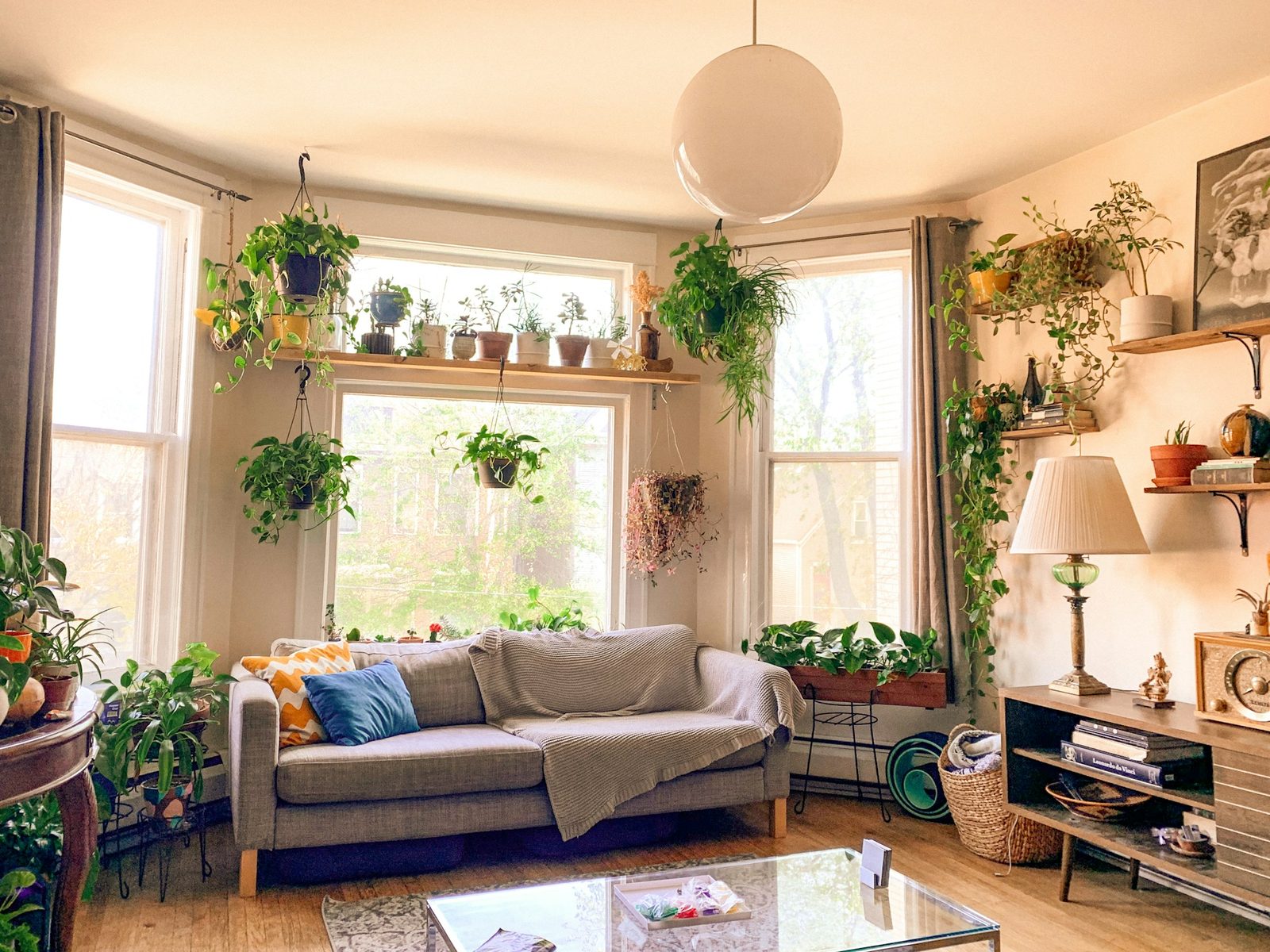 Living room with a grey sofa, a bay window, and many houseplants in soft daylight