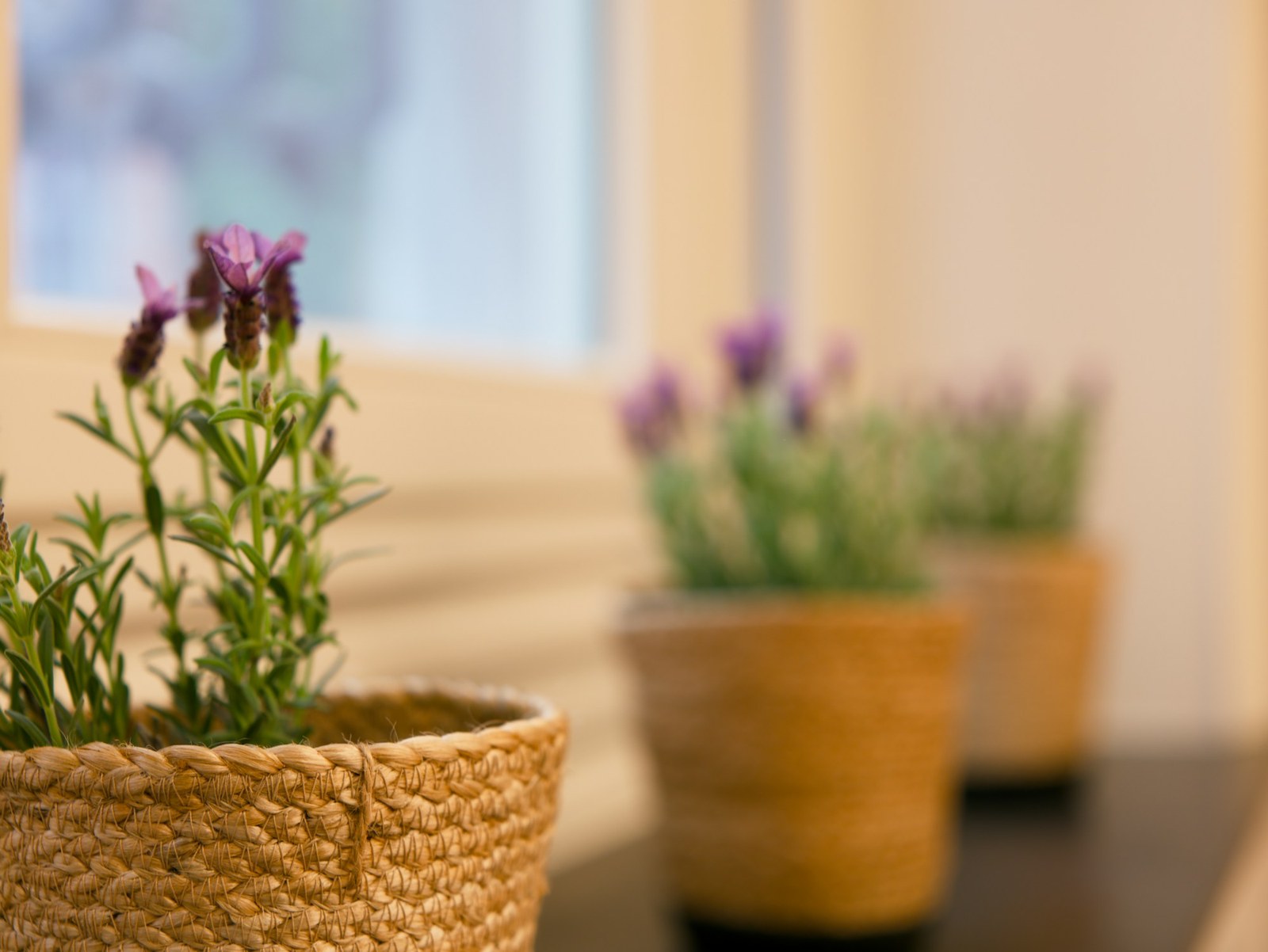 Potted lavender plants in woven baskets on a shelf in soft window light